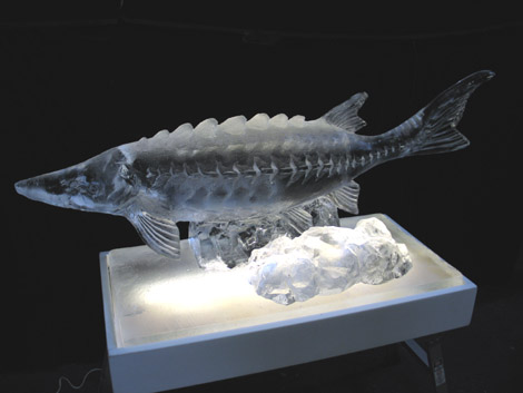 ice sturgeon