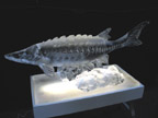 ice sturgeon thumb